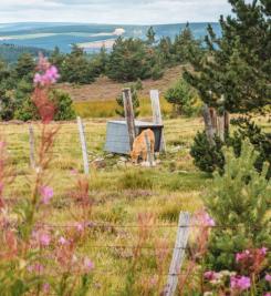 Paysage du Mont-Lozère