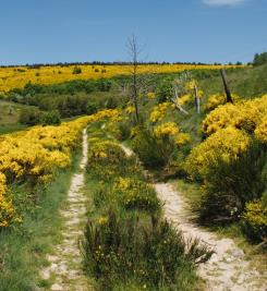 Chemin sur le Mont-Lozère