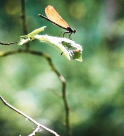 Nature sur le Chemin de Stevenson