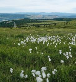 Randonneuse sur le Chemin de Stevenson
