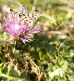 Nature sur le Chemin de Stevenson