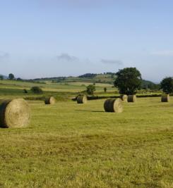 Paysage sur le Chemin de Stevenson