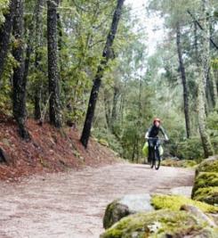 foret-espagne