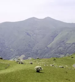 Paysage pyrénéen