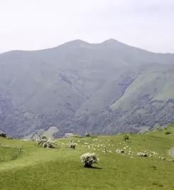 Paysage pyrénéen