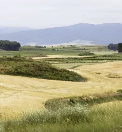 Paysage du Camino Francès