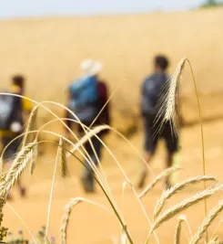 Aprés Leon sur le Camino Francés