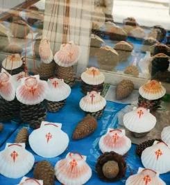 Vitrine remplie de coquilles 