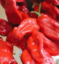 Piments espagnols