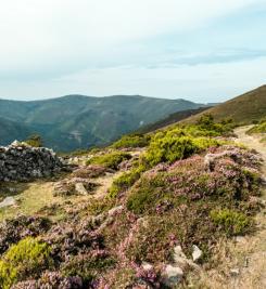Chemin près d'Oviedo