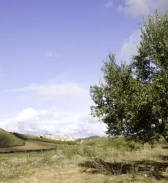 Cirauqui