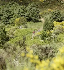 Pèlerin sur le chemin