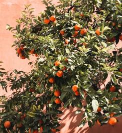 Orangers d'Espagne