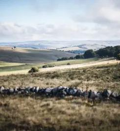 paysage-chemin-puy-en-velay