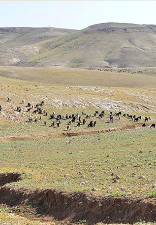 Désert montagneux près de Bédouin en Palestine