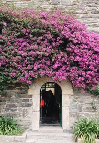 Bougainvilliers violets sur la Camino Ingles