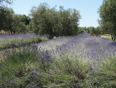 Campagne italienne