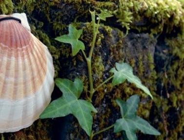 Coquille de pèlerin chemin de Cluny