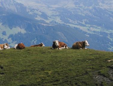 Troupeau de vaches dans les Alpes Suisses