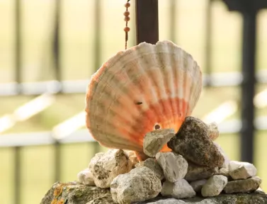 La coquille du pélerin