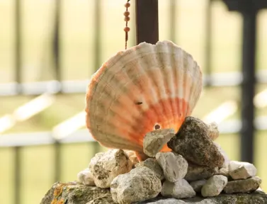 La coquille du pélerin