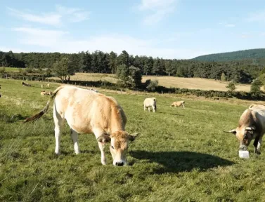 Du Puy à Aumont Aubrac prairie et vaches sur le chemin
