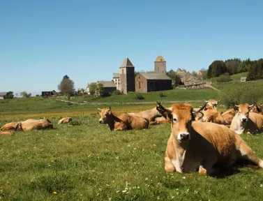 Plateau de l'Aubrac