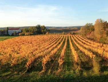 Champ prés de Cahors