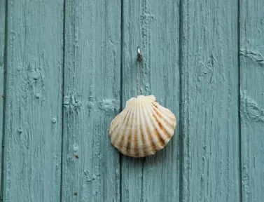 Coquille Saint-Jacques sur le chemin