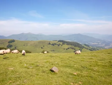 Pâturage dans les Pyrénées