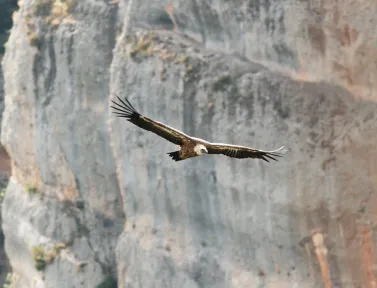 Faune sur le chemin de Saint-Guilhem