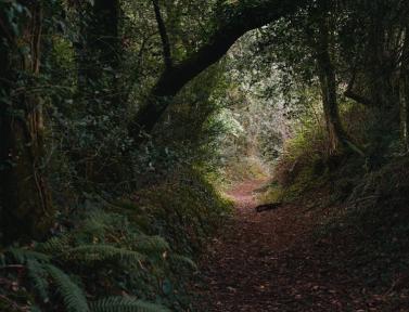 Chemin à travers les bois sur le Tro Breizh