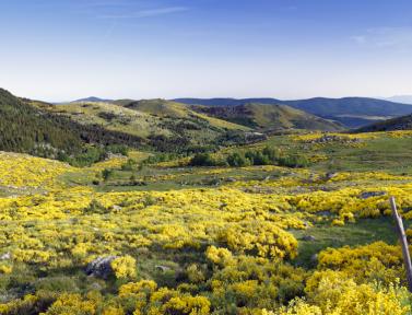 Paysage sur le Chemin de Stevenson