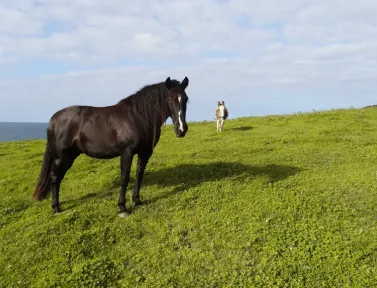 Chevaux sur la route de Santander