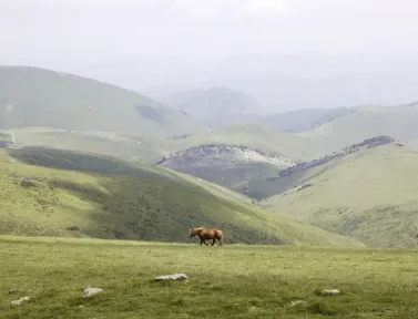 Paysage verdoyant dans les Pyrénées