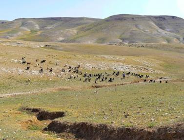 bedouin