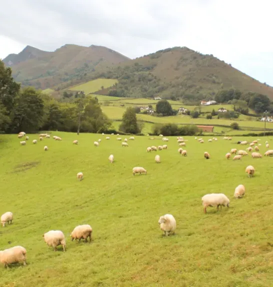 Premier tronçon du Camino del Norte