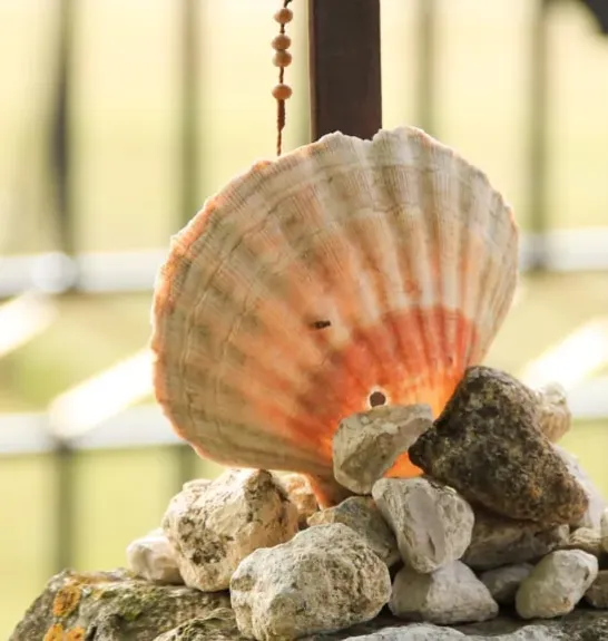 La coquille du pélerin
