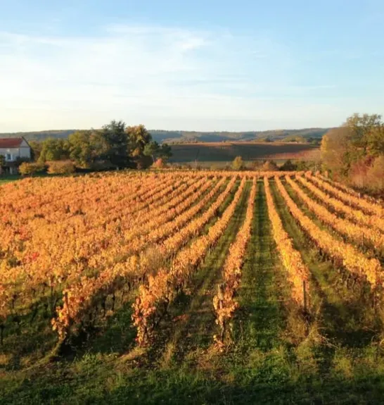 Champ prés de Cahors