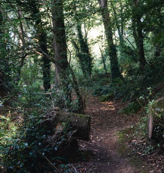 Chemin à travers les bois sur le Tro Breizh