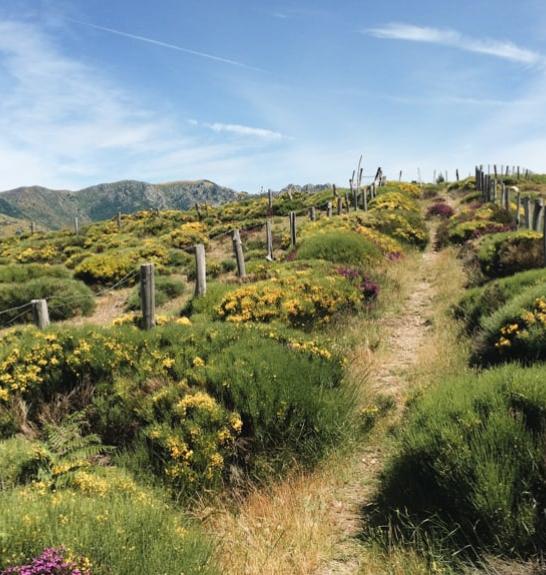 Chemin sur le Mont-Lozère