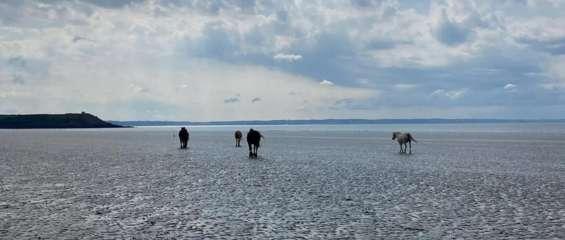 Des chevaux sur une plage du Tro Breizh - @HPauchon