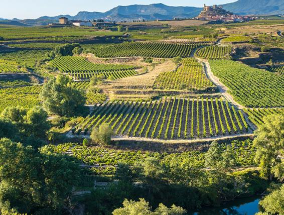 Les vignes en Rioja en Espagne