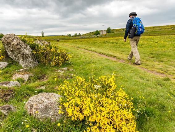 Randonneur sur l'Aubrac sur le chemin de Compostelle