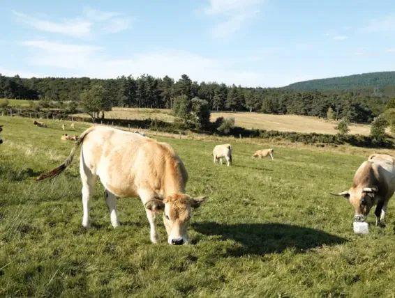 vaches aubrac compostelle